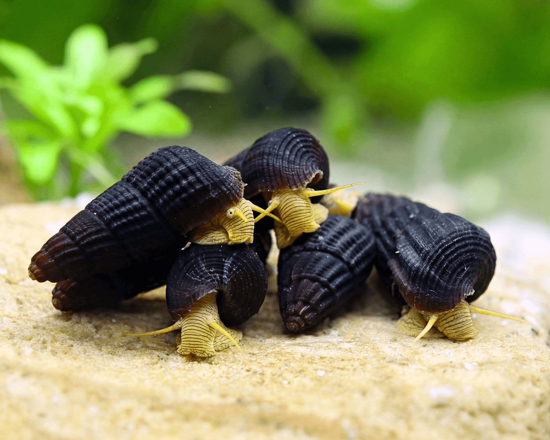 Yellow Baby Poso Snail, Tylomelania sp.